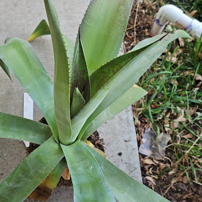 Photo of the plant species Mangave 'Mission to Mars' by @GuruYellowpine named Harper on Greg, the plant care app