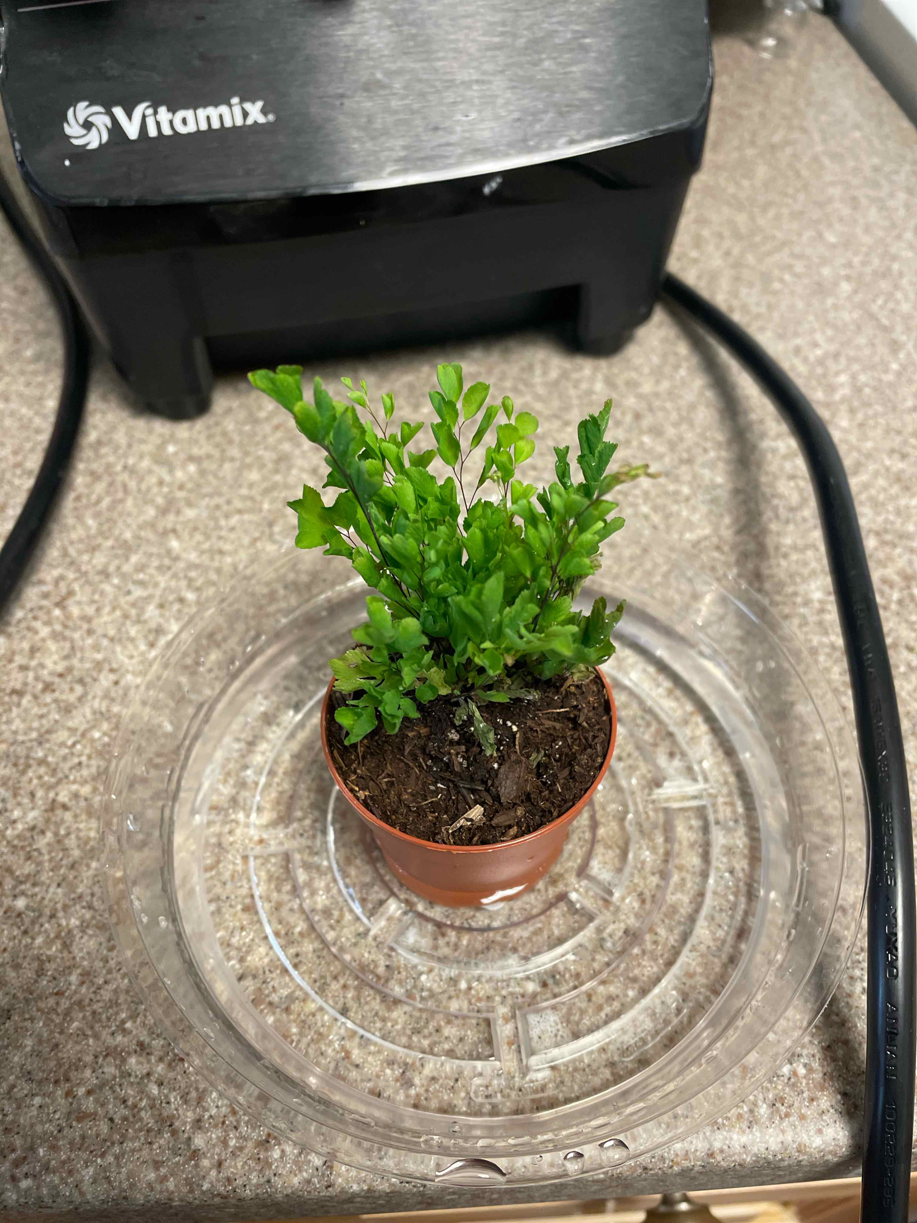 Hemionitis raddiana plant in a small pot on a clear saucer, with green leaves and visible soil.