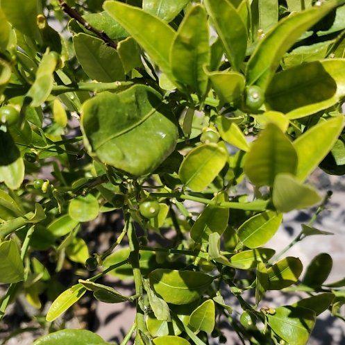 Photo of the plant species Dancy Tangerine by @RealDesertrose named Beckham on Greg, the plant care app