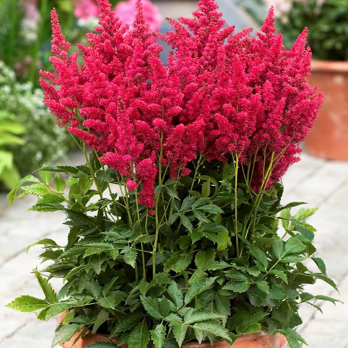 Photo of the plant species Astilbe rivularis by @WiredAngelmoss named Lola on Greg, the plant care app