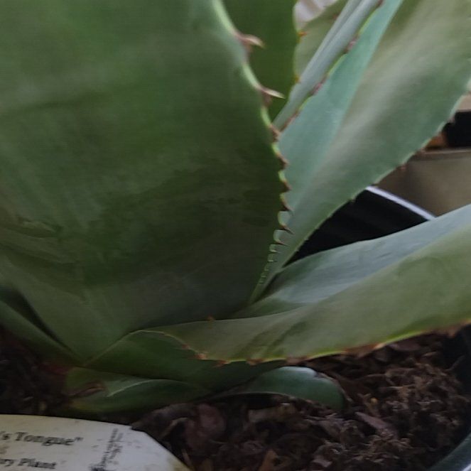 Photo of the plant species Whale's Tongue Agave by @StylishLimetuff named Osmo on Greg, the plant care app