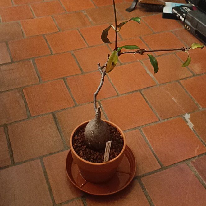 Photo of the plant species Petopentia Natalensis by @PrimalJadeplant named Prince on Greg, the plant care app