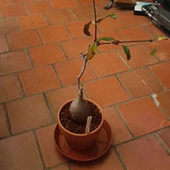 Petopentia Natalensis plant