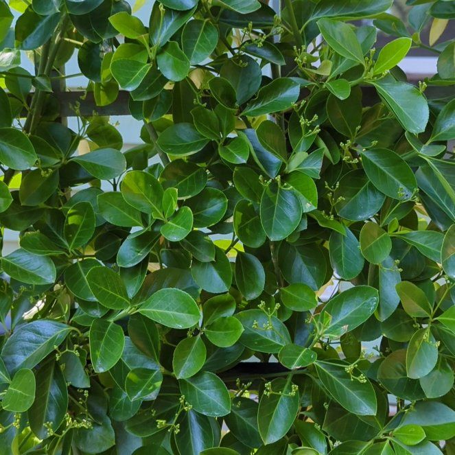 Photo of the plant species Creeping Strawberry Bush by @VigorousRedbush named Sol on Greg, the plant care app