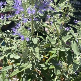 Photo of the plant species Alfalfa by @RousingMaylily named da Vinci on Greg, the plant care app
