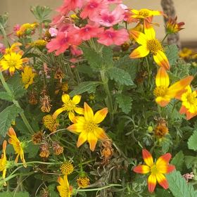 Photo of the plant species Smooth Oxeye by @RousingMaylily named Sigmund on Greg, the plant care app