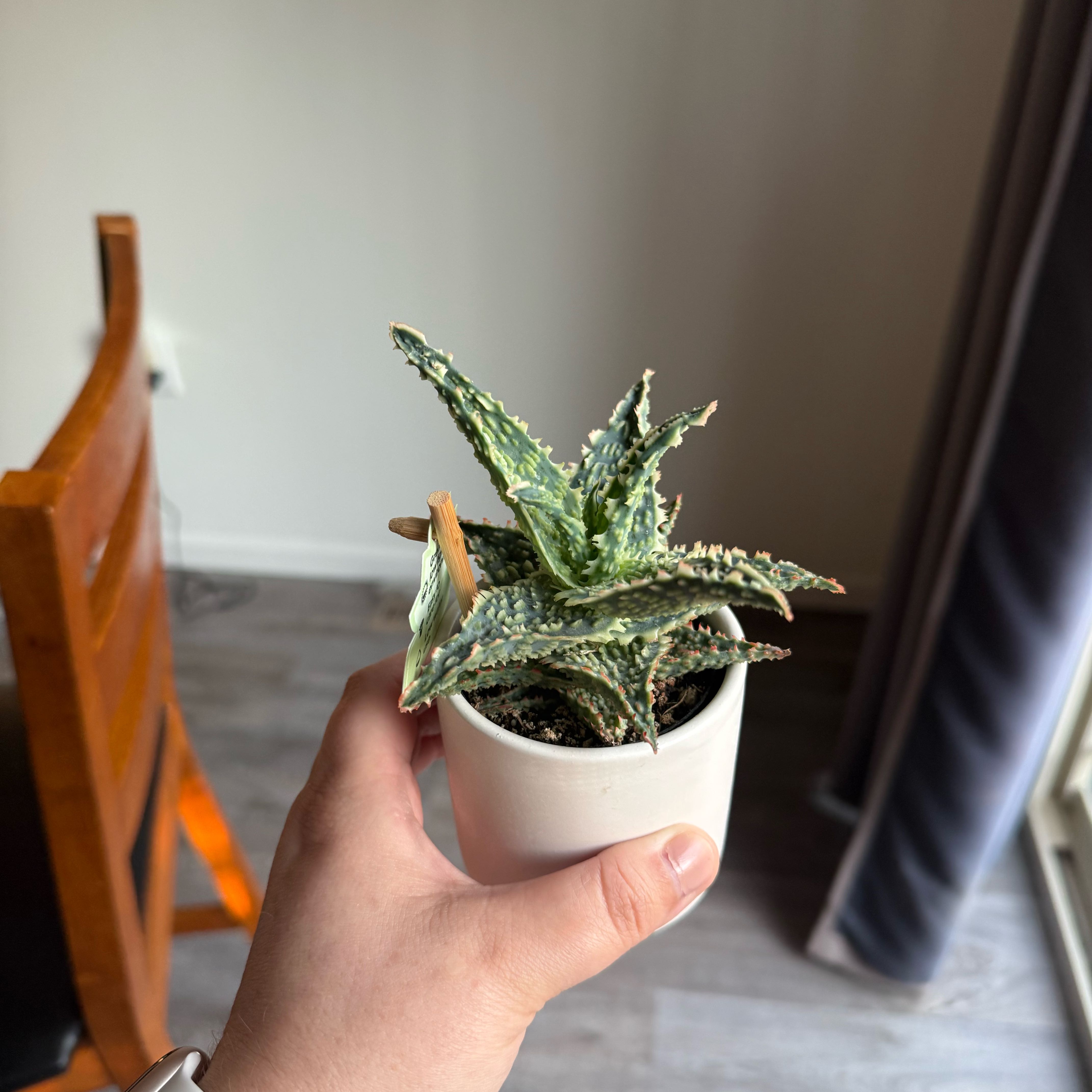Photo of the plant species Aloe 'Lavender Star' by @PremierCamellia named Mollie on Greg, the plant care app