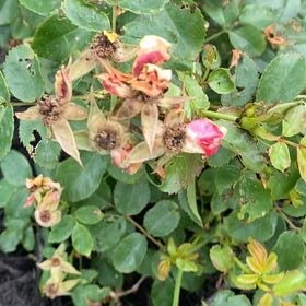 Photo of the plant species Peach Drift Rose by @ExactOlneya named Duke on Greg, the plant care app