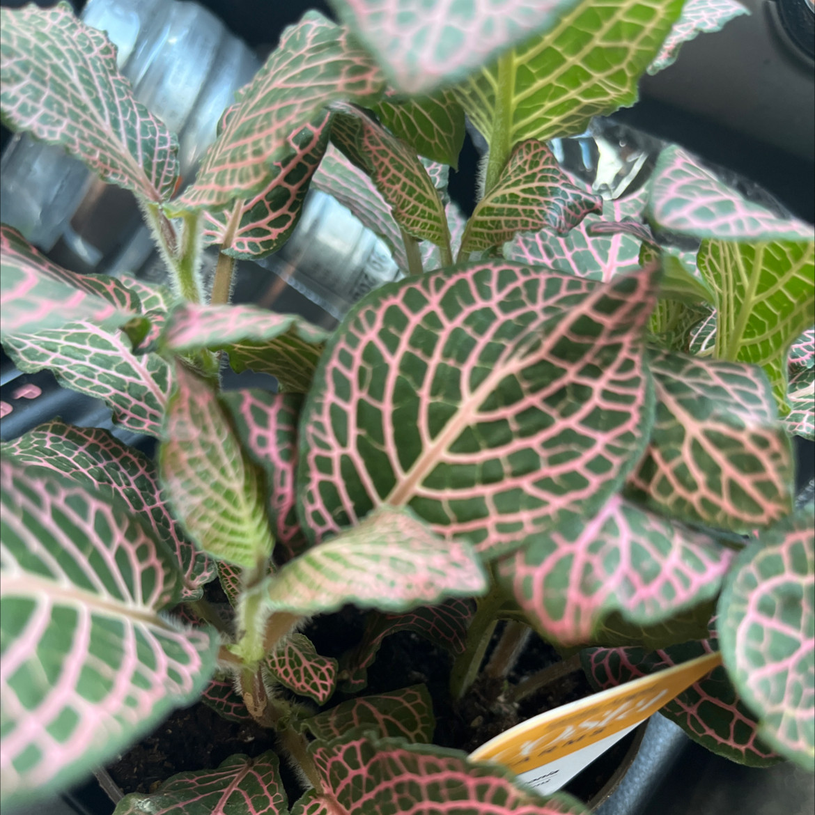 Photo of the plant species Nerve plant 'Juanita Red' by @NurseCacto named Mochi on Greg, the plant care app