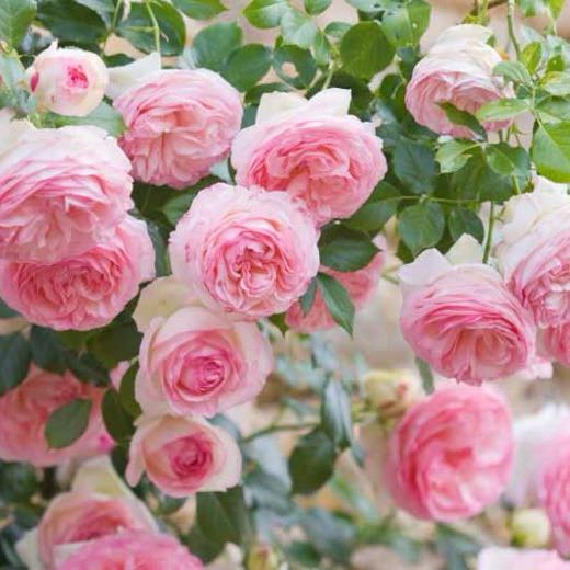 Photo of the plant species Eden Climbing Rose by @HeadCrowpoison named Roysa on Greg, the plant care app