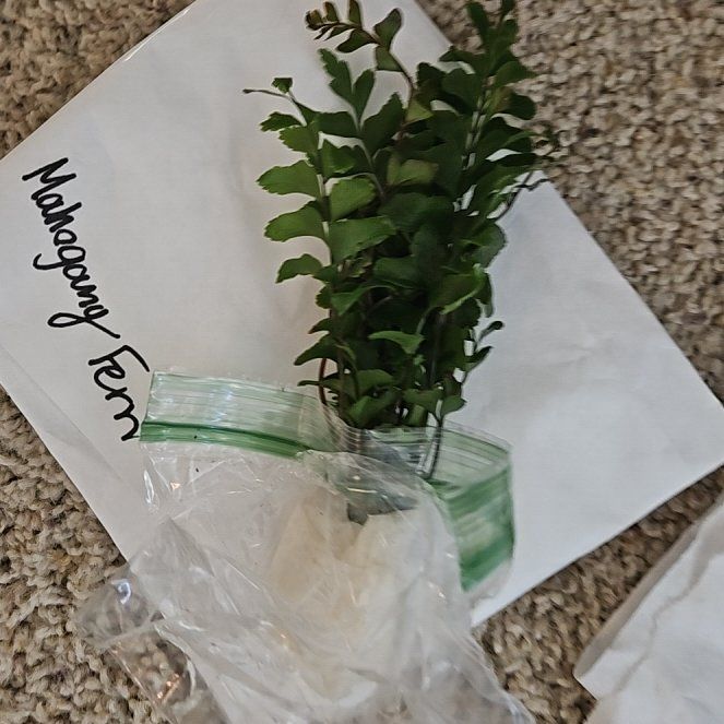 Photo of the plant species Mahogany Fern by @PunchyWatermint named Apollo on Greg, the plant care app