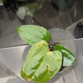 Photo of the plant species Anthurium Nigrolaminum Gigi by @RichBullmallow named Rainier on Greg, the plant care app