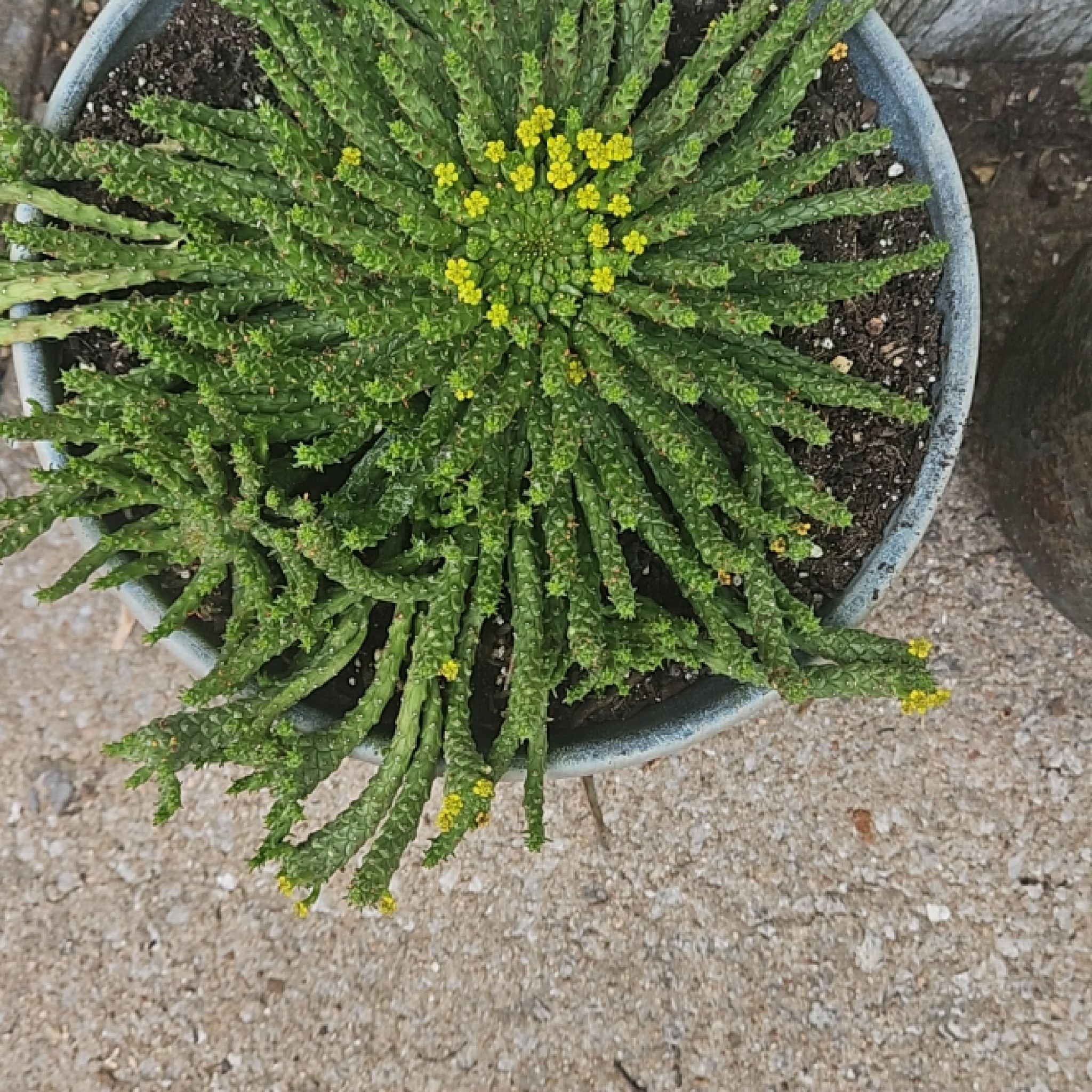 Potted Medusa's Head plant with green stems and small yellow flowers.