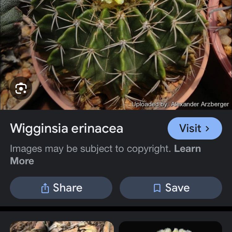 Photo of the plant species Wigginsia Erinacea by @SlinkyNatallily named Dolores on Greg, the plant care app