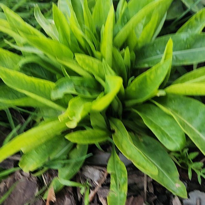 Photo of the plant species Devilsbit by @IdealTipa named Bigleef Smalls on Greg, the plant care app
