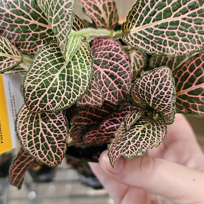 Photo of the plant species red vein by @FestalHollyfern named Bob on Greg, the plant care app