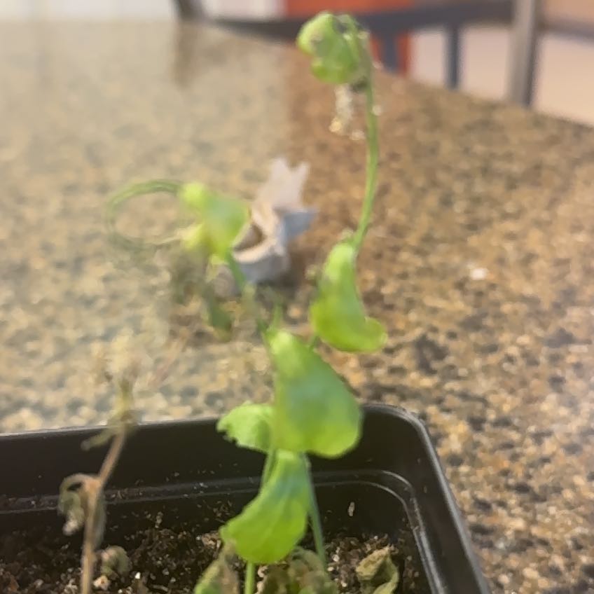 Photo of the plant species Mouse-Ear Cress by @JazzyWavecactus named Orlando Bloom on Greg, the plant care app