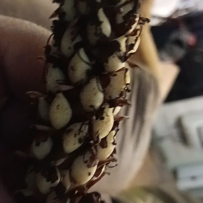 Photo of the plant species Himantoglossum robertianum by @SultrySeaorache named Treeyoncé on Greg, the plant care app