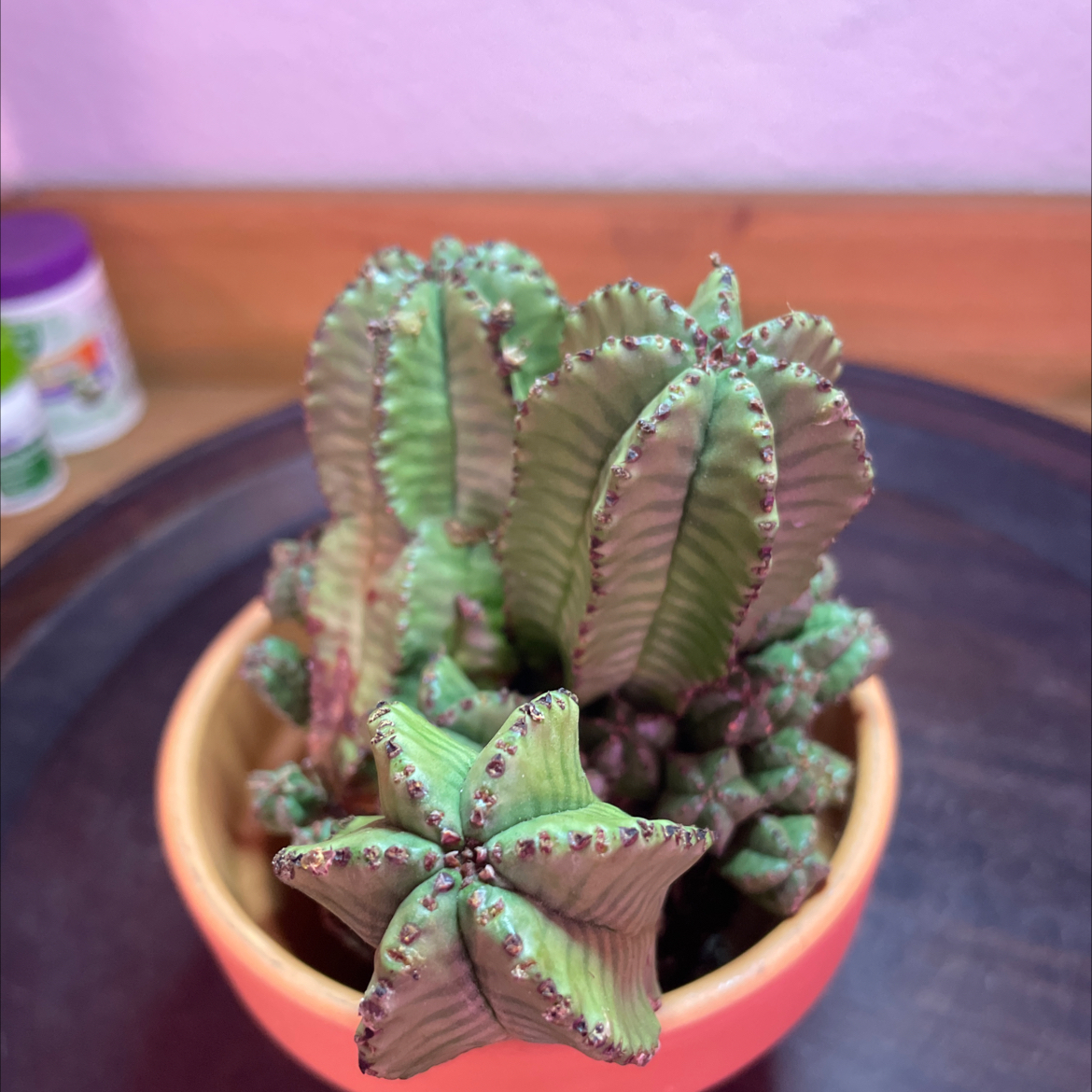 Photo of the plant species Euphorbia anoplia by @Bplanty-ok named Harry on Greg, the plant care app