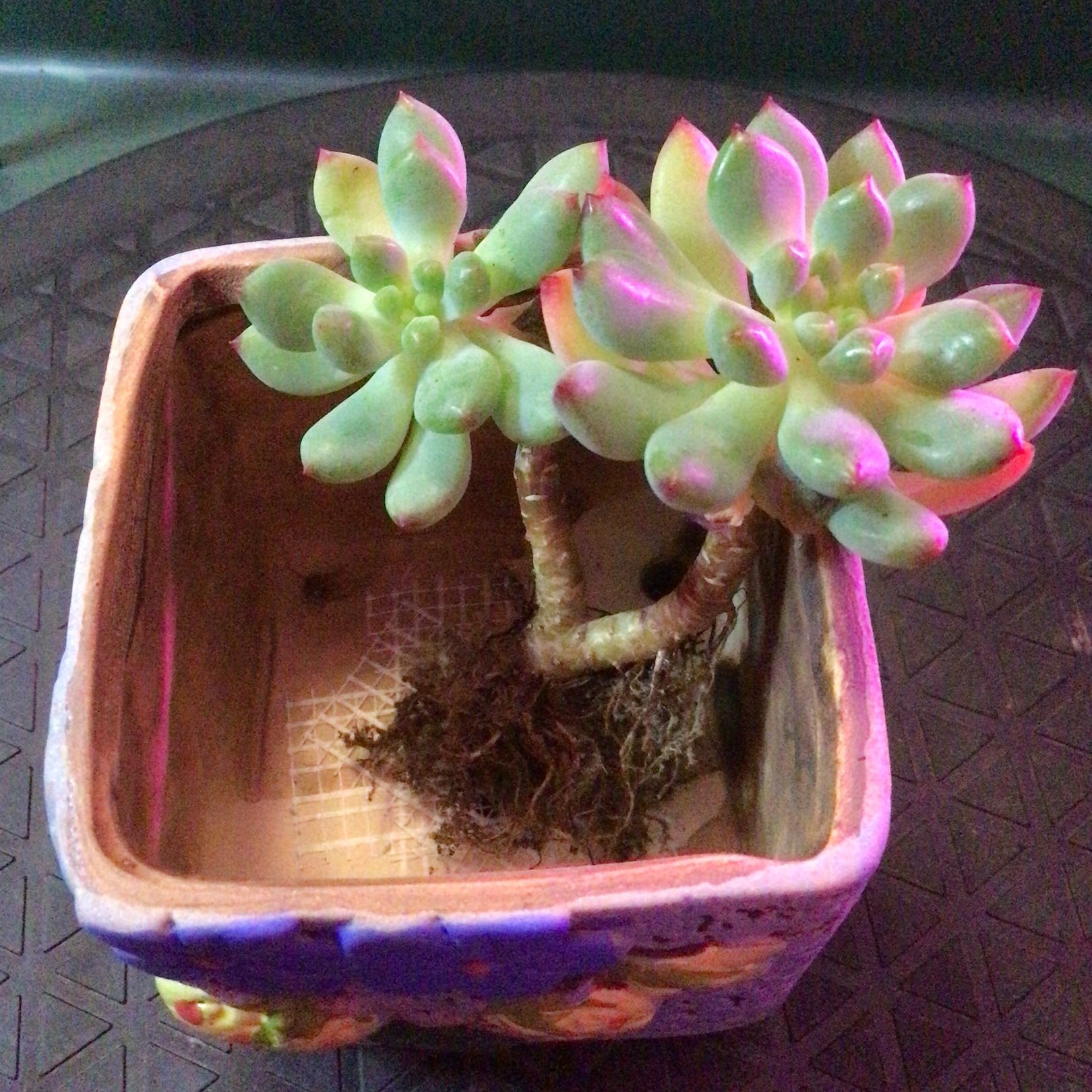 Photo of the plant species Blue Elf by @Bplanty-ok named Winston on Greg, the plant care app