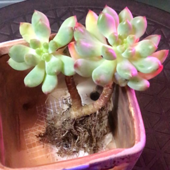 Photo of the plant species Blue Elf by @Bplanty-ok named Echeveria Blue Elf on Greg, the plant care app