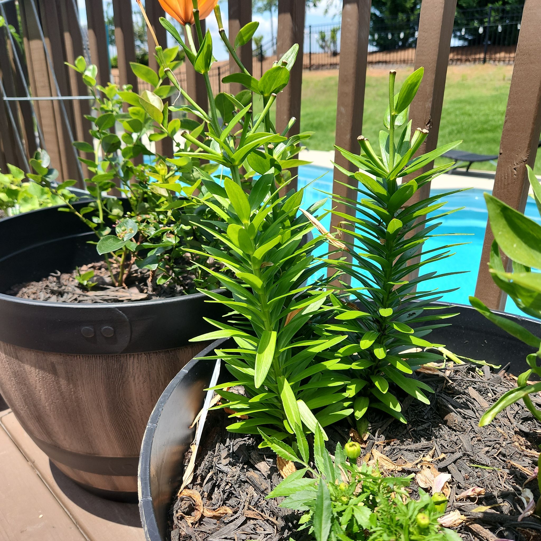 Photo of the plant species Mountain Lily by @awright1002 named Lily Tomlin on Greg, the plant care app