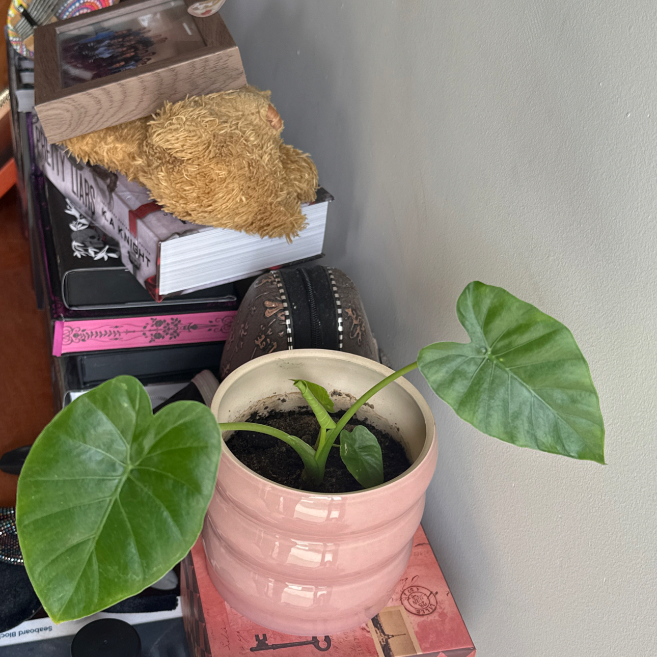 Photo of the plant species Elephant Ears by @Natmijat named Toad on Greg, the plant care app