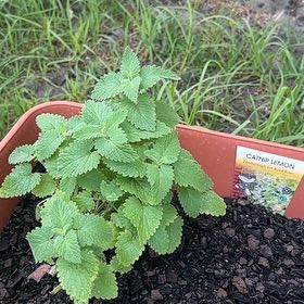 Photo of the plant species Lemon-Scented Catnip by @Natmijat named Doja Cat on Greg, the plant care app