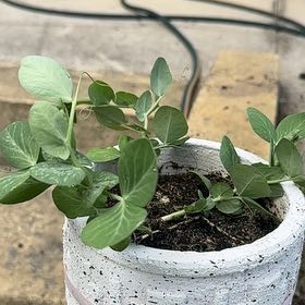 Photo of the plant species Snow Peas by @Natmijat named Rainier on Greg, the plant care app
