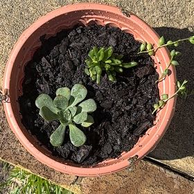 Photo of the plant species Succulents by @Natmijat named Dax on Greg, the plant care app