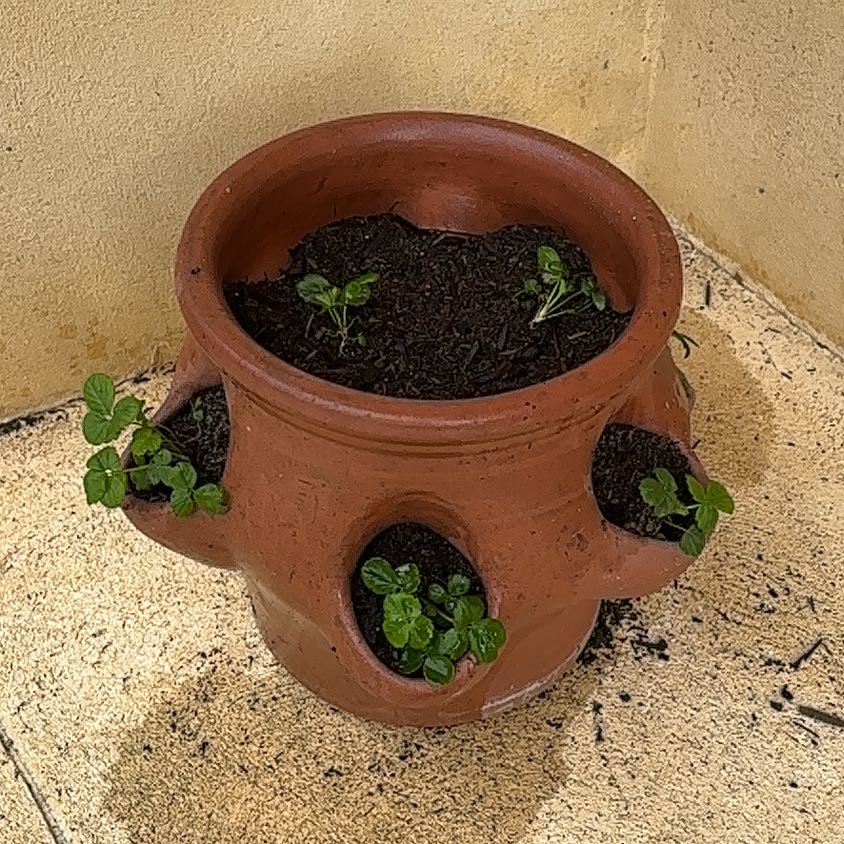 Plant care for Rex Begonia on Greg, the plant care app