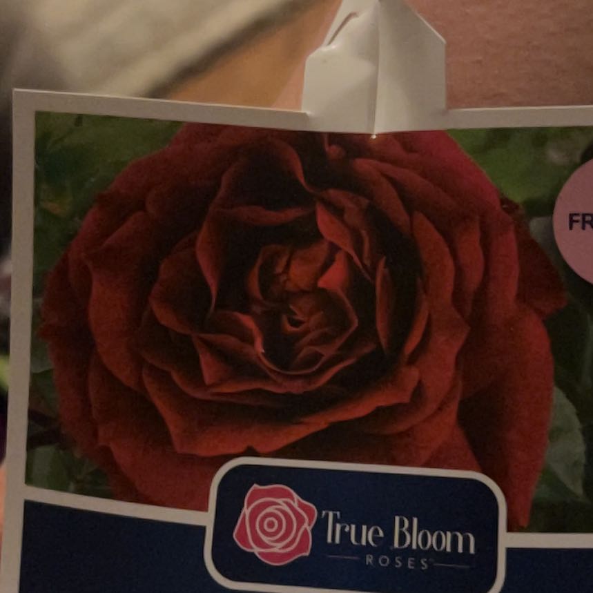 Photo of the plant species Hybrid Tea Rose by @PrizeMonkeymask named Denali on Greg, the plant care app