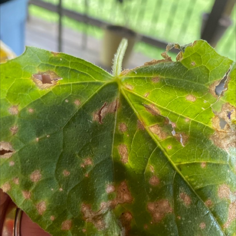 Damaged Wax Mallow leaf with holes and brown spots, held by a hand.