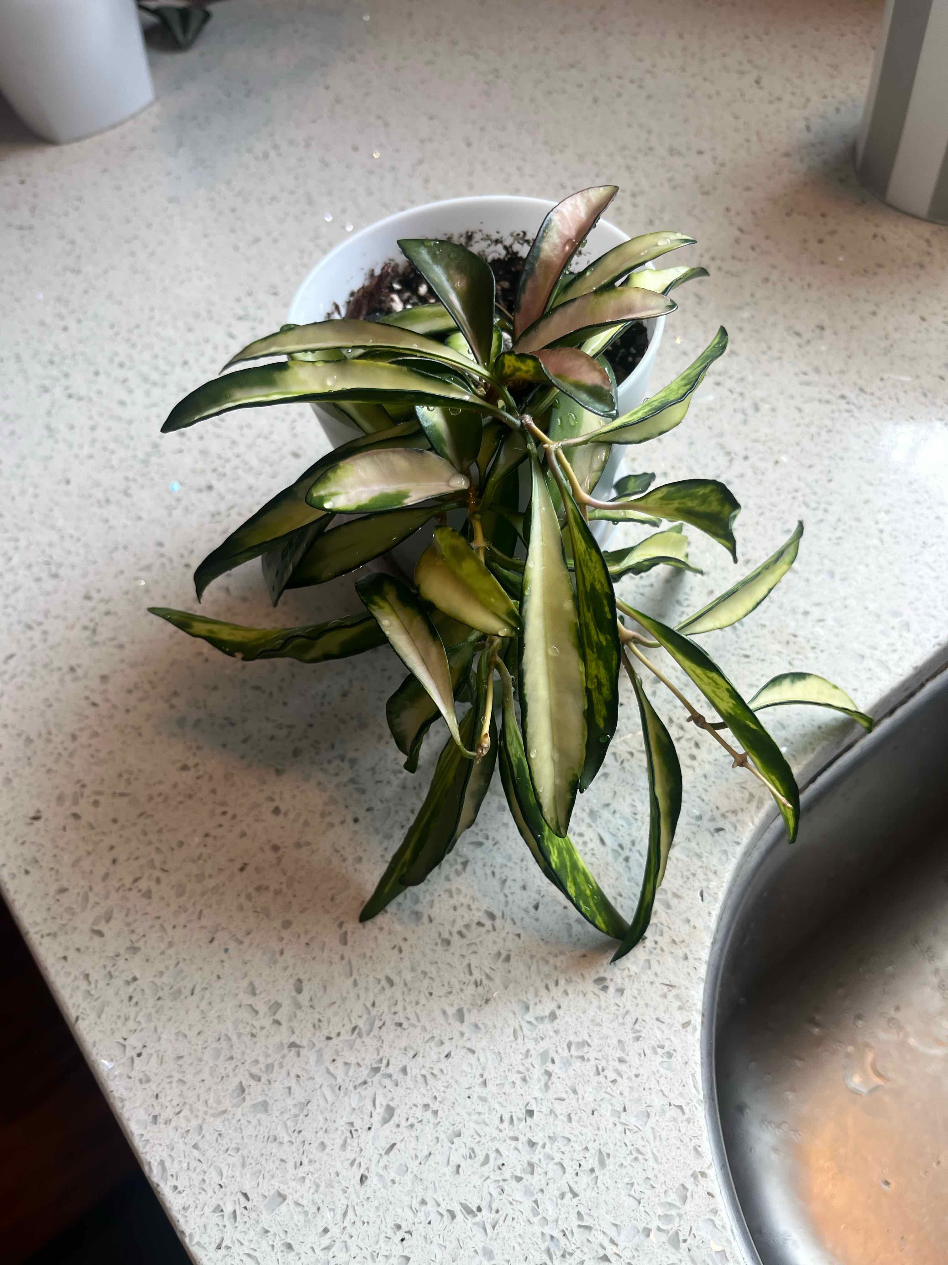 Stringbean Hoya plant in a pot with variegated leaves showing some yellowing and browning.