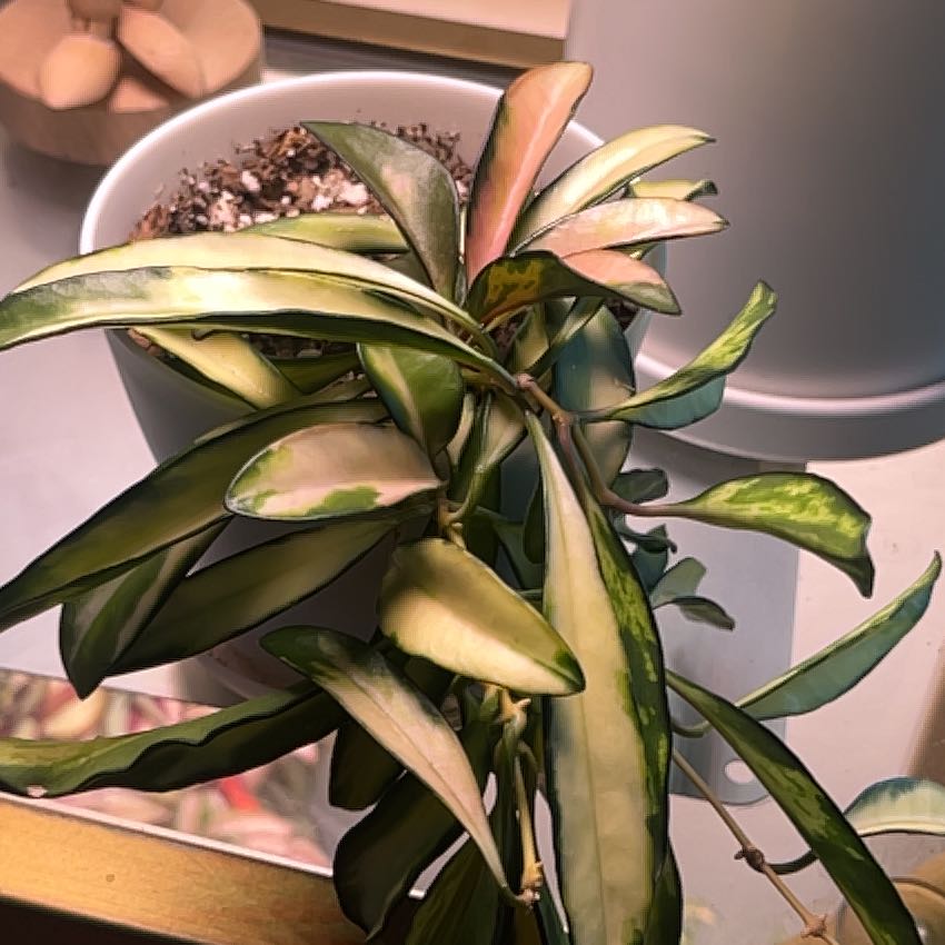 Stringbean Hoya plant in a pot with some yellowing and browning leaves.