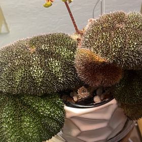 Photo of the plant species Begonia Melanobullata by @DrivenWildtea named Demi on Greg, the plant care app