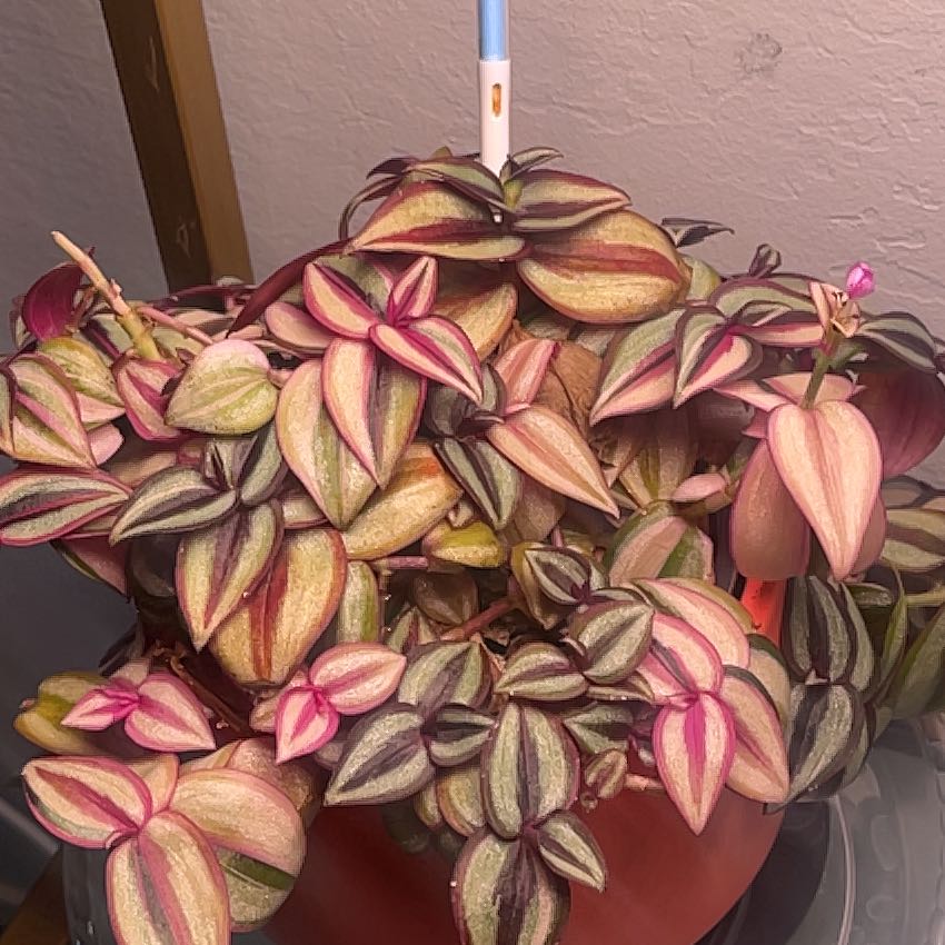 Tradescantia Quadricolor plant with vibrant, variegated leaves in shades of green, pink, and purple.