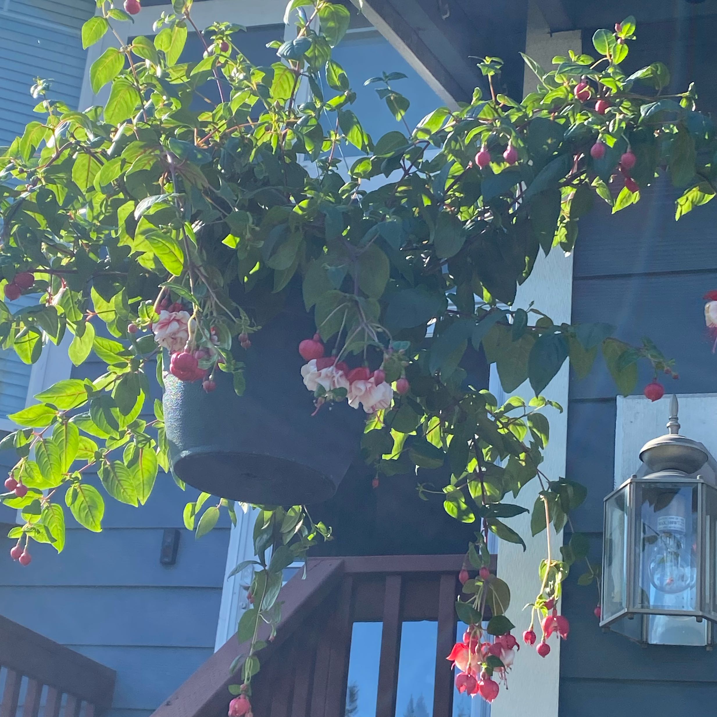 Photo of the plant species Blue Eyes Fuchsia by @FastMaidengrass named Rihanna on Greg, the plant care app