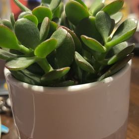 Plant care for Tillandsia on Greg, the plant care app