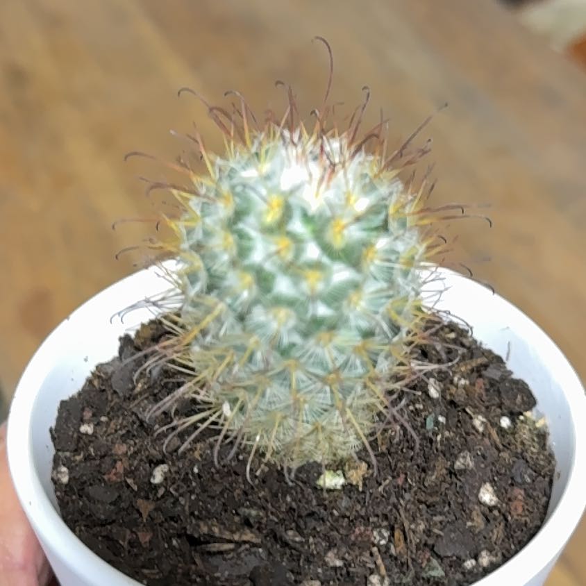 Photo of the plant species Fish Hook Cactus by @StarryHardpine named Ulysses S Plant on Greg, the plant care app