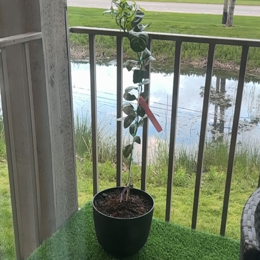 Photo of the plant species Owari Satsuma Mandarin Tree by @BayLeaff named Keanu Leaves on Greg, the plant care app
