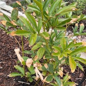 Photo of the plant species Common Peony by @SlickDonkeytail named Shakira on Greg, the plant care app
