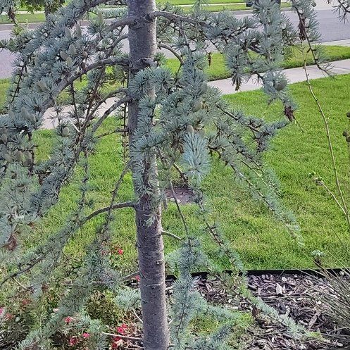 Photo of the plant species Atlas Cedar by @DynamicWinika named Bigleef Smalls on Greg, the plant care app