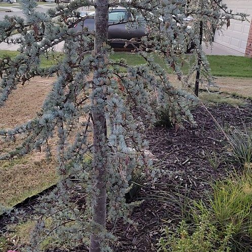 Photo of the plant species Atlas Cedar by @DynamicWinika named Coco on Greg, the plant care app