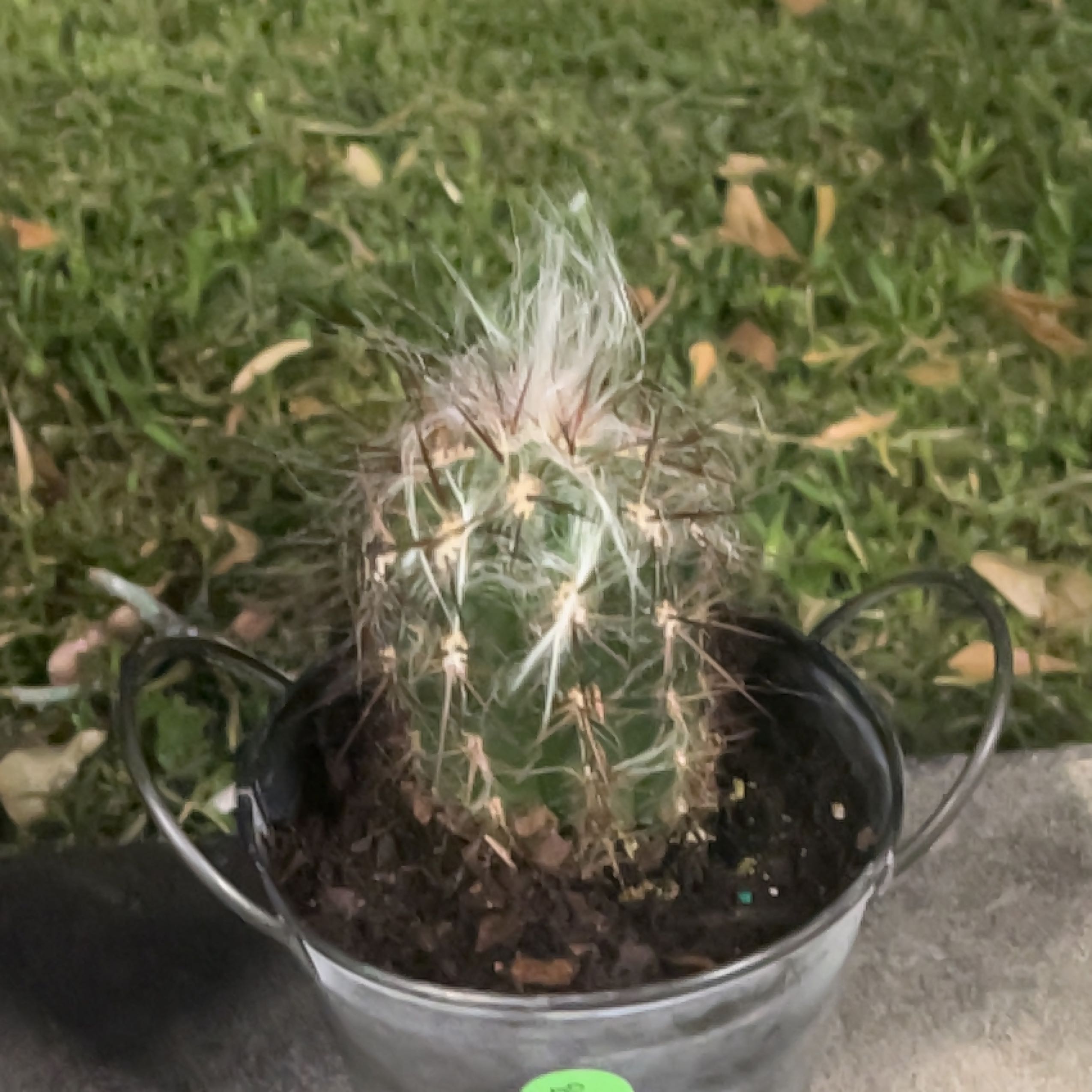 Photo of the plant species Old Man of the Andes by @PoetPoisonbulb named Old man (Randy) on Greg, the plant care app