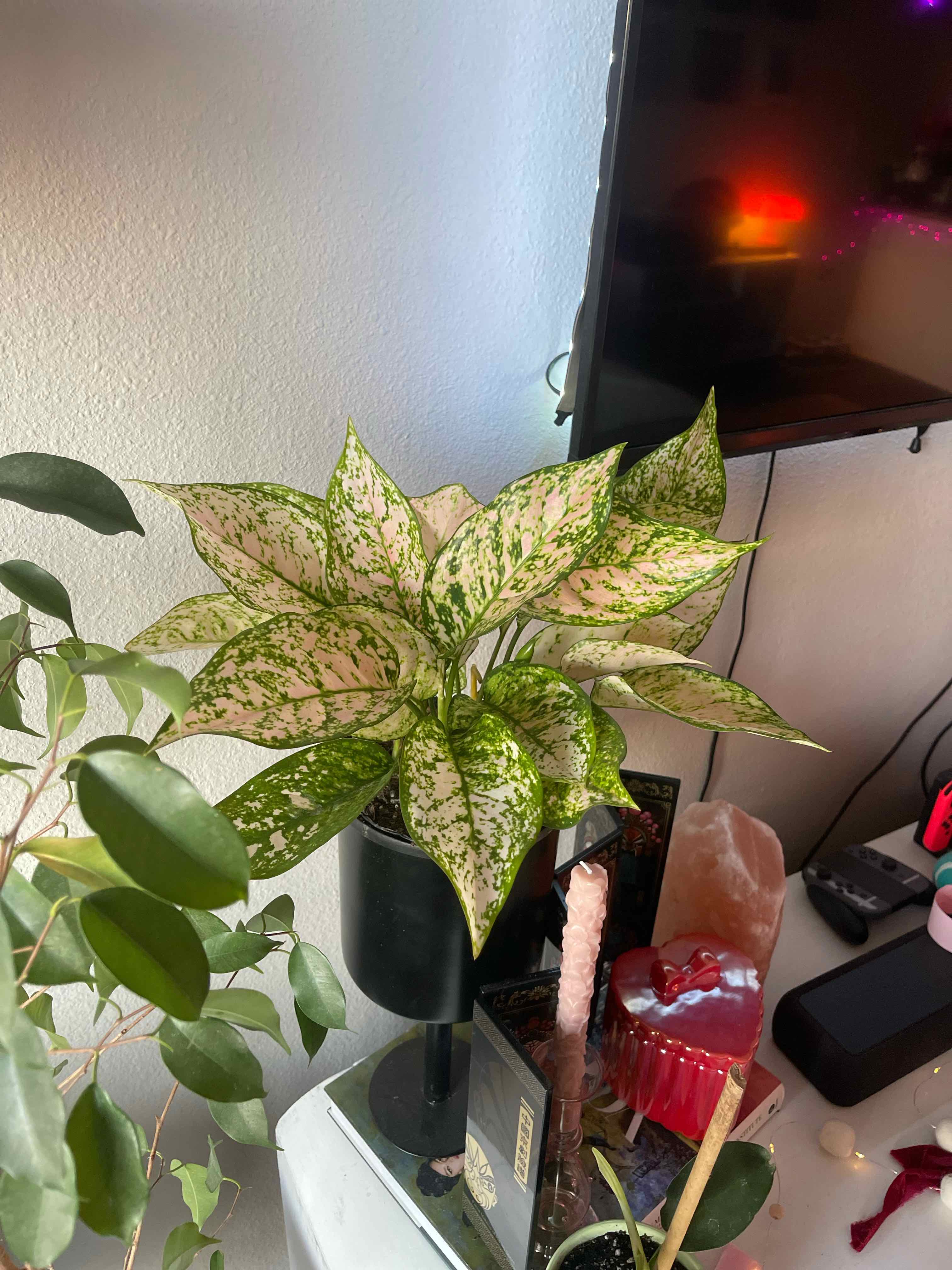Photo of the plant species Chinese Evergreen by @YesSedumsunset named Oscar on Greg, the plant care app