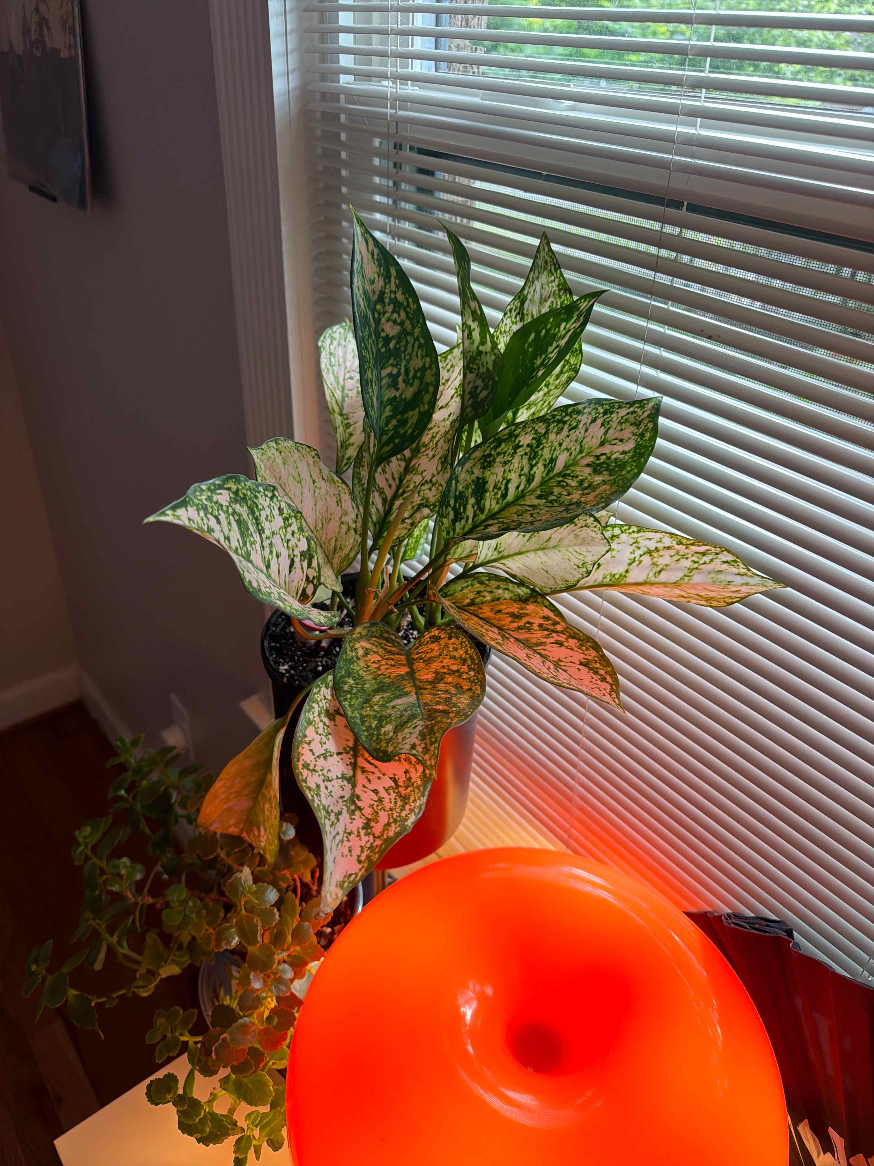Photo of the plant species Chinese Evergreen by @YesSedumsunset named Oscar on Greg, the plant care app