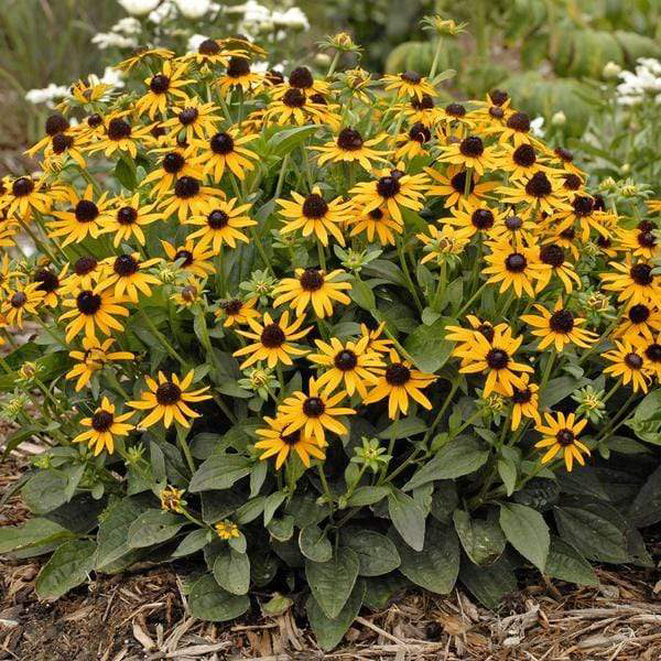 Photo of the plant species Blackeyed Susan by @YesSedumsunset named Leonardo on Greg, the plant care app