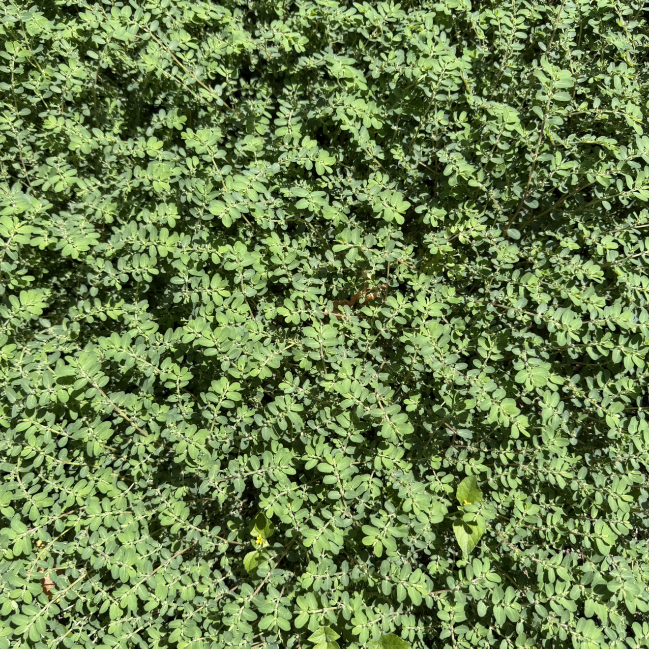Photo of the plant species Milk Purslane by @YesSedumsunset named Treeyoncé on Greg, the plant care app