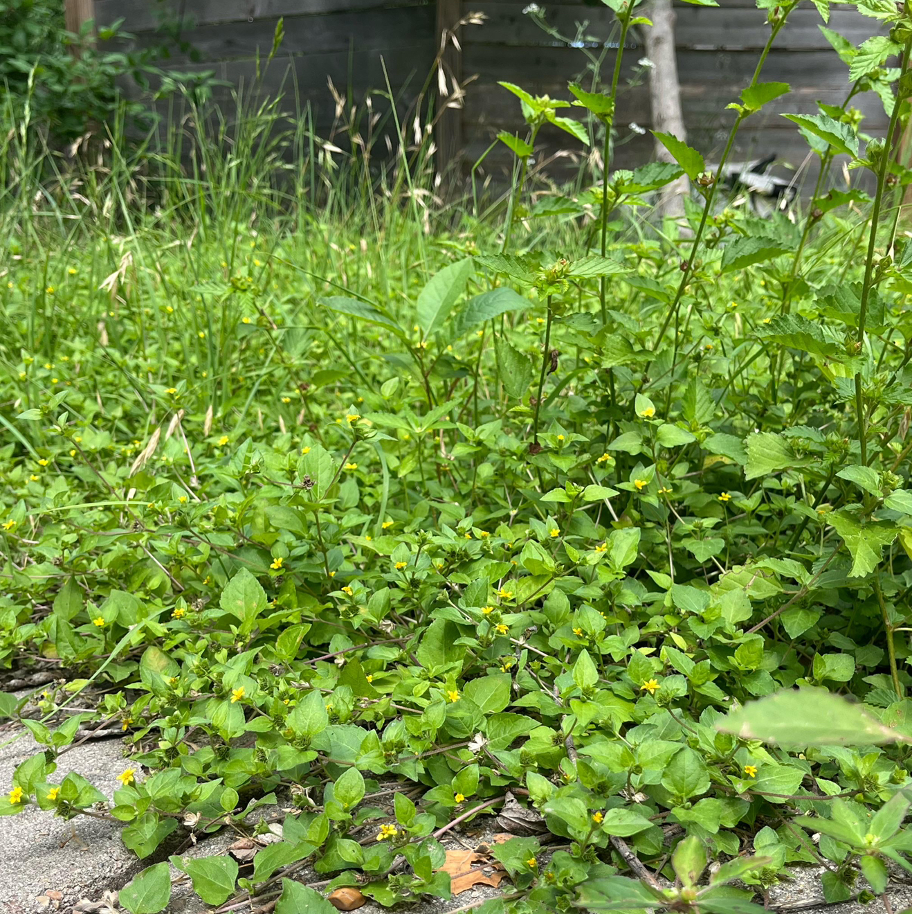 Photo of the plant species Straggler Daisy by @YesSedumsunset named Mochi on Greg, the plant care app